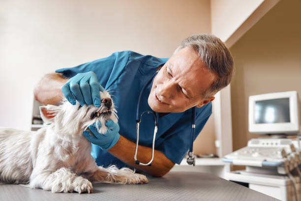 Best Emergency Treatment for Dental Infections or Abscesses in Stanley, WI